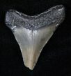 Bargain Megalodon Tooth - South Carolina #15370-1